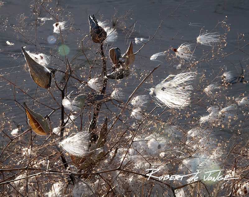 Milkweed pods broken open and the seeds pouring out — backlit by the sun
