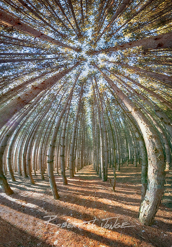 A pine forest vertical panorama showing the rows and forest canope