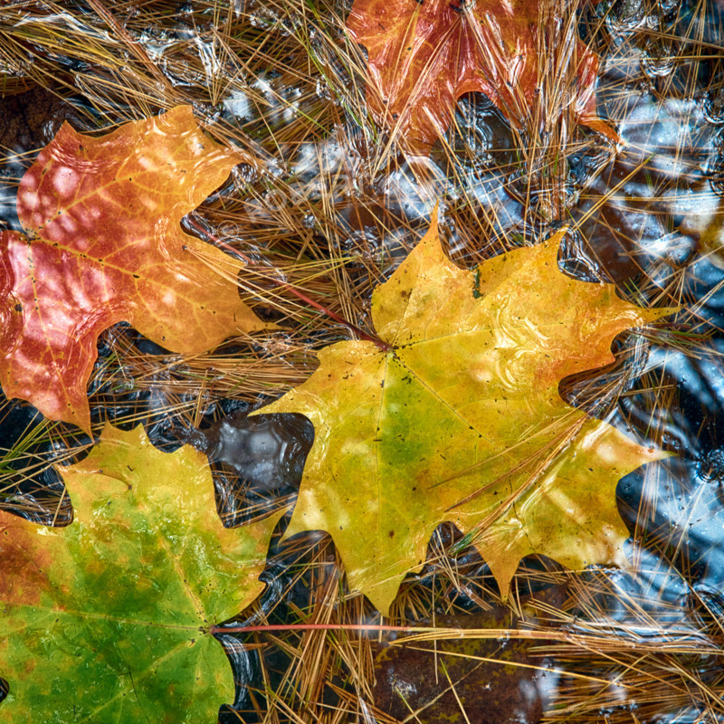 Pine needles laying in a puddle beneath trees — reflecting the sky and reflecting autumn colors. Wet Maple leaves in autumn colors laying on the pond. Maple and sassafras leaves in layers on the pond transparent blurred