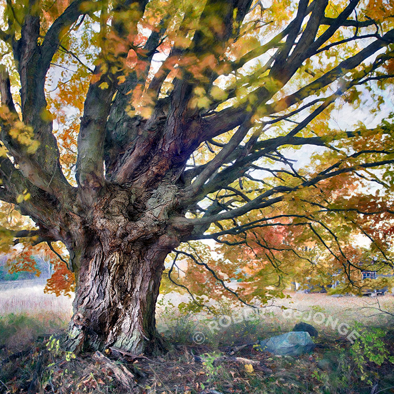 Maple Tree, Autumn, Martin Basch Farm, wind, bark