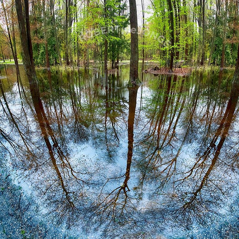 A flooded park after a heavy rain, reflections of the trees in the puddles