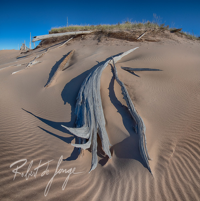 A twisted curved log lies on the sand at Sleeping Bear dunes • WingedWood3b.jpg