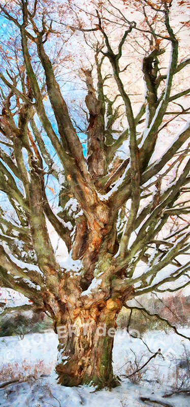 Maple, tree, winter, Martin Basch Farm, Port Oneida, Old