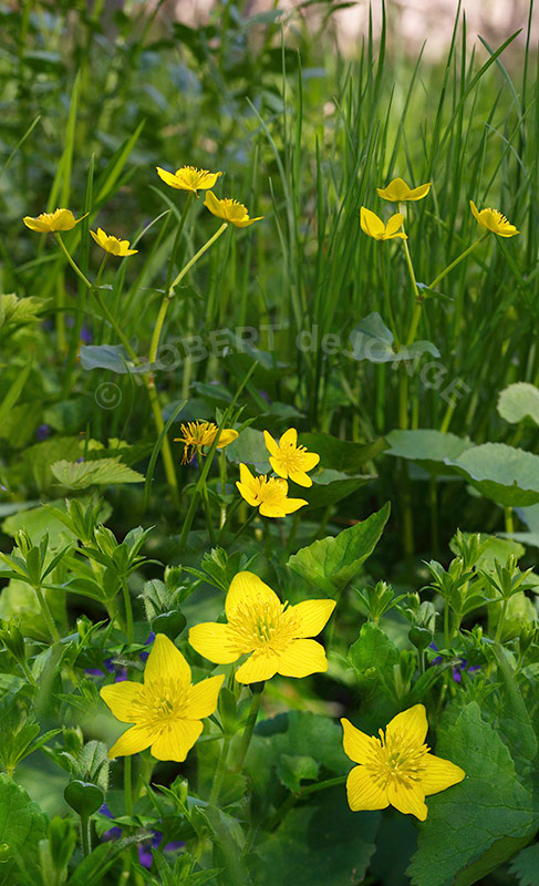 Marsh Marigolds, wetlands, swamp, stream, yellow, depth