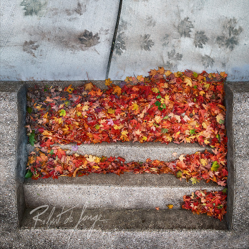 Mapple Leaves resting on a step and stains of leaves on a sidewalk floating above the steps