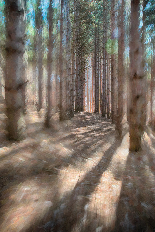 pine plantation, Port Oneida, morning light, movement