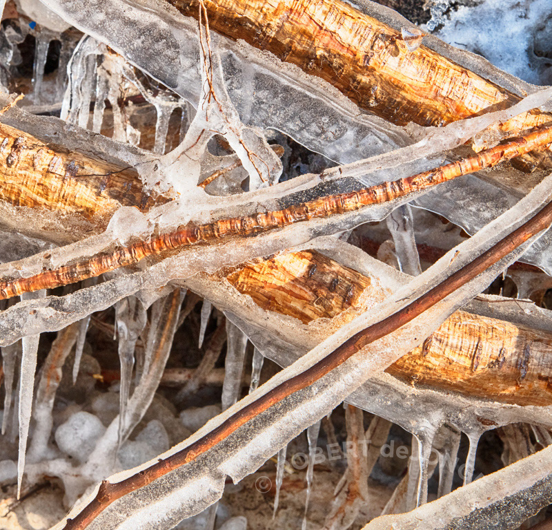 Ice coats the exposed roots of the Lake Tree..
