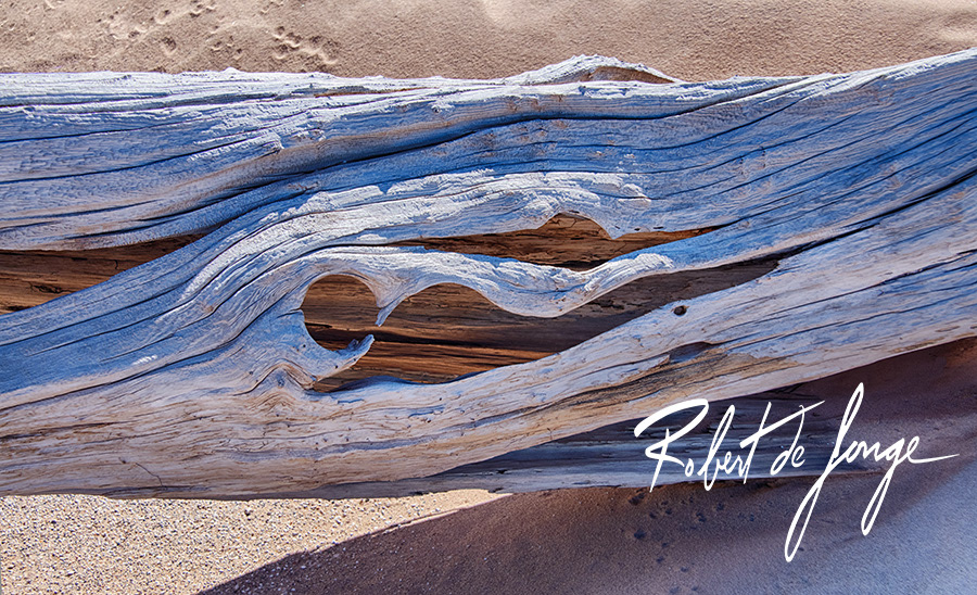 A log in the ghost forest creates a drifting spirit figure • GhostBaby3b.jpg