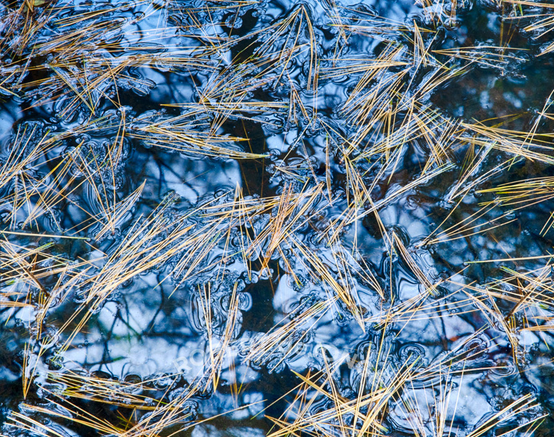 Pine needles laying in a puddle beneath trees — reflecting the sky and reflecting autumn colors. Cobalt Blue and surface tension