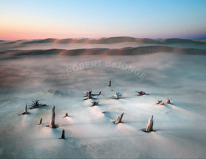 ghost forest, Silver Lake sand dunes, surreal, evening, shadows, stumps
