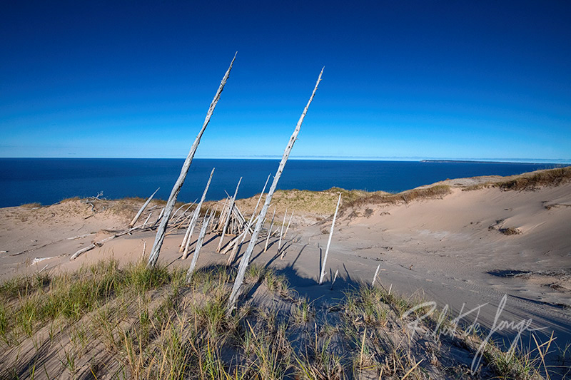 A stand of Ghost Forest trees stand against the elements at Sleeping Bear Dunes •  PiercingTheSky6b.jpg