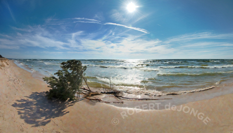 A bright sunny day on Lake Michigan shoreline as the lake Tree has collapsed and most of the roots are exposed. early evening