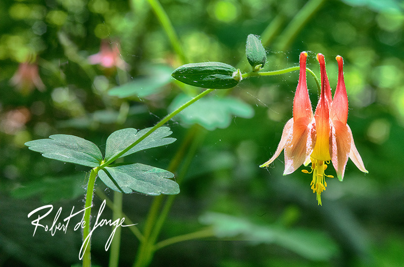 A Columbine blossom along the Treet Farm Trail