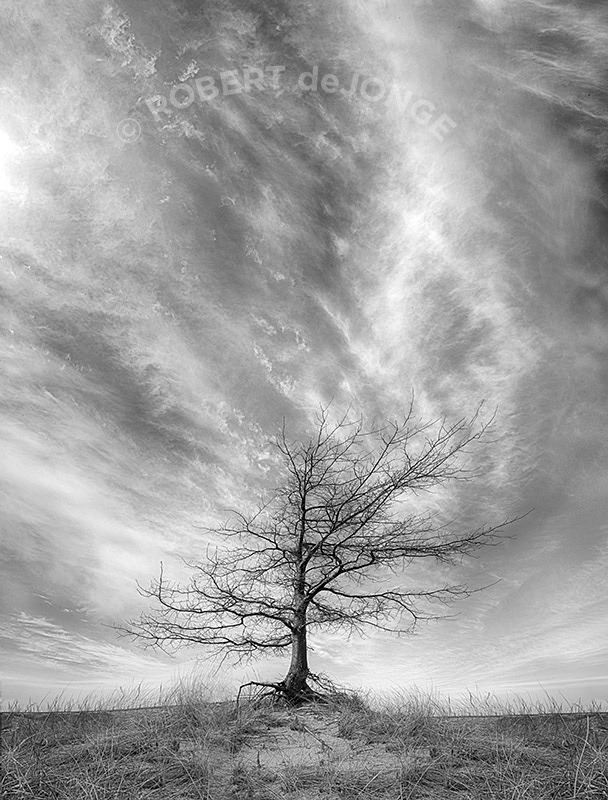 Lone tree, wispy clouds, nordhouse dunes, ludington, roots