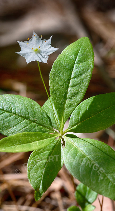 Star Flower, woods, foliage, white, Sleeping Bear Dunes, depth