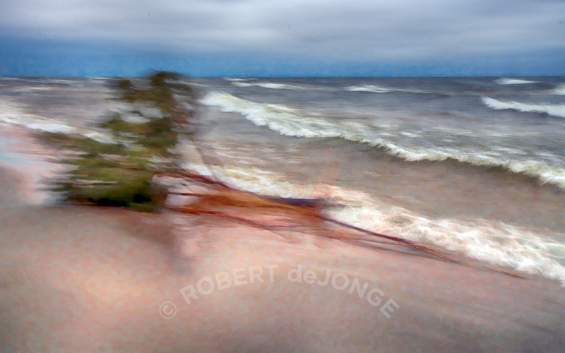 A wild day on the shore. grey, big waves, The Lake tree is laid bare by the elements. Little holding it in place
