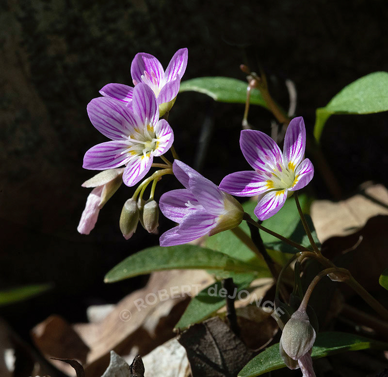 spring beauties, pink, candy striped, woodlands, sleeping bear dunes