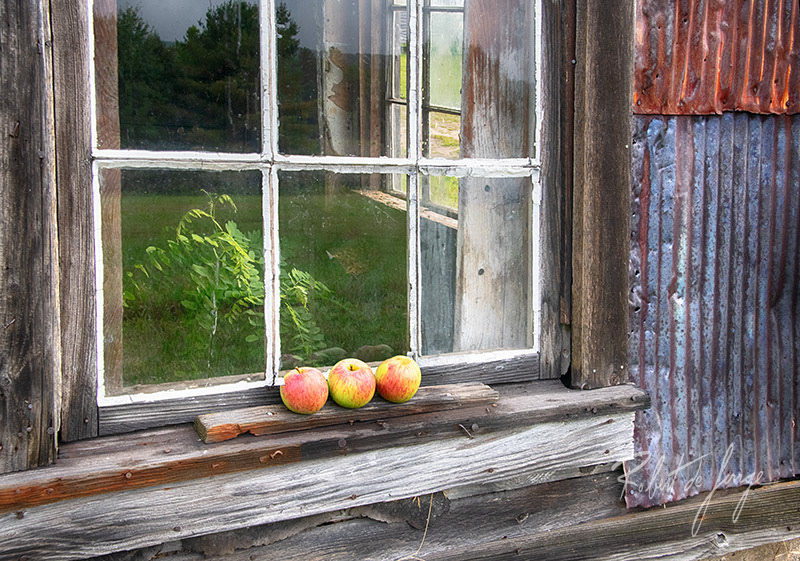 Three apples sit on the sill of a farm out building at the Ole Oleson farm