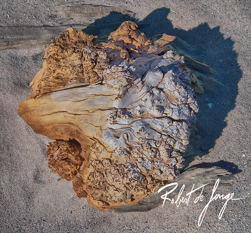The wind, water, sand, and sun sculpt a stump at Sleeping Bear Dunes • CaliflowerGhost5c.jpg