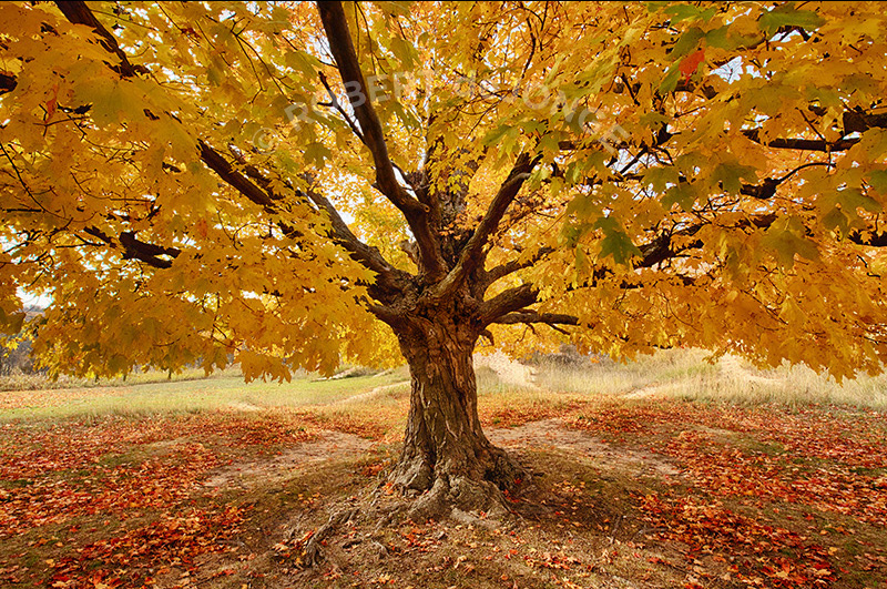 At the base of the dune climb lives this ancient maple that has sheltered many a climber. This autumn view presents the beautiful yellow/red foliage of a maple tree.