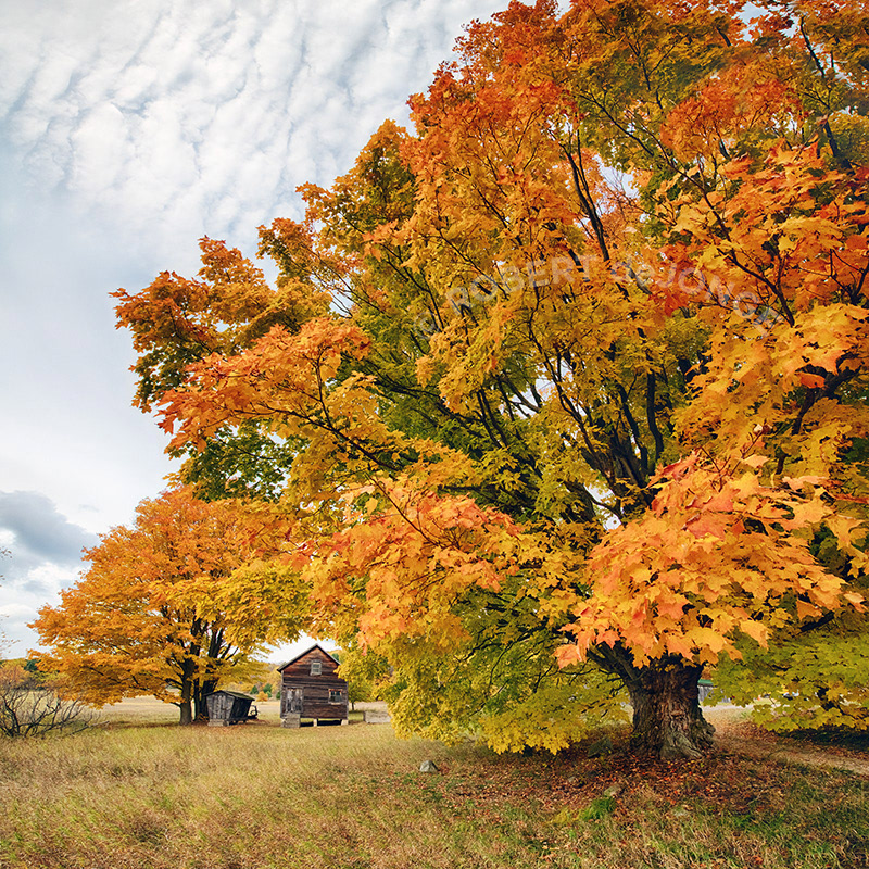 An autumn maple stands as a sentinel of the Martin Basch Homestead at Port Oneida.  A small barn and corn crib are seen under the branches