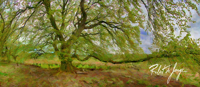 An old Tree along a pasture in West Linton, Scotland