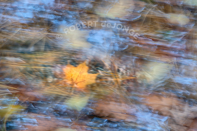 Pine needles laying in a puddle beneath trees — reflecting the sky and reflecting autumn colors. Maple leaf motion blurred