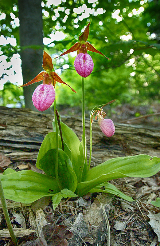 Orchids, pink, Woods, Lady's Slipper, Michigan