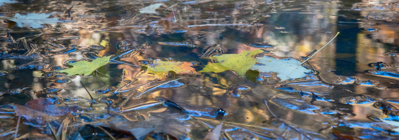 Pine needles laying in a puddle beneath trees — reflecting the sky and reflecting autumn colors. Alignment of four leaves on the pond