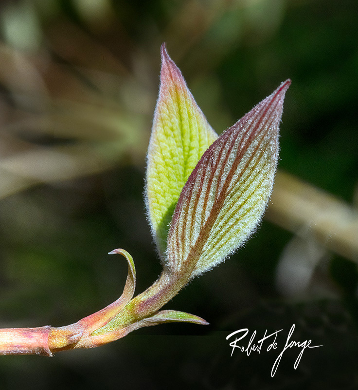New leaves emerging from a stem