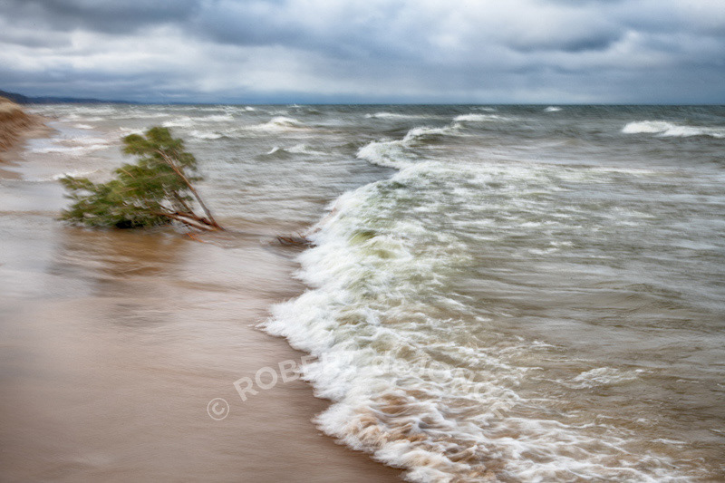 A pounding surf takes its toll on the Lake Tree — now laying on the edge of the shore. Cloudy, windy, early Spring
