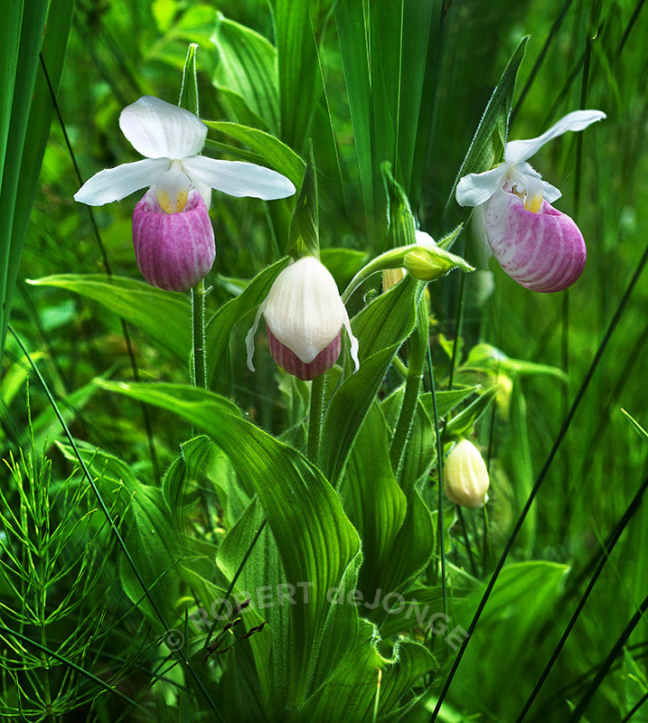 Showy Lady's Slipper, orchid, ditch, wetlands, pink, white, reeds