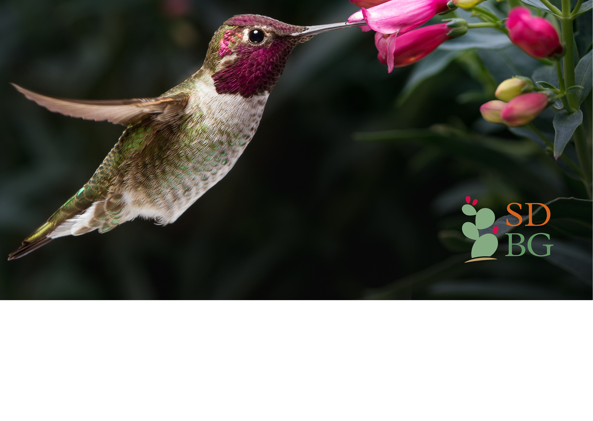 Image of an Anna's Hummingbird getting nectar from a flower. Credit: iStock photo