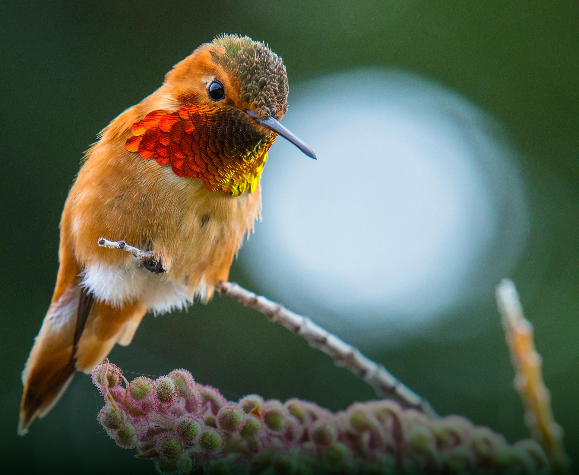 Image of Allen's Hummingbird, iStock photo