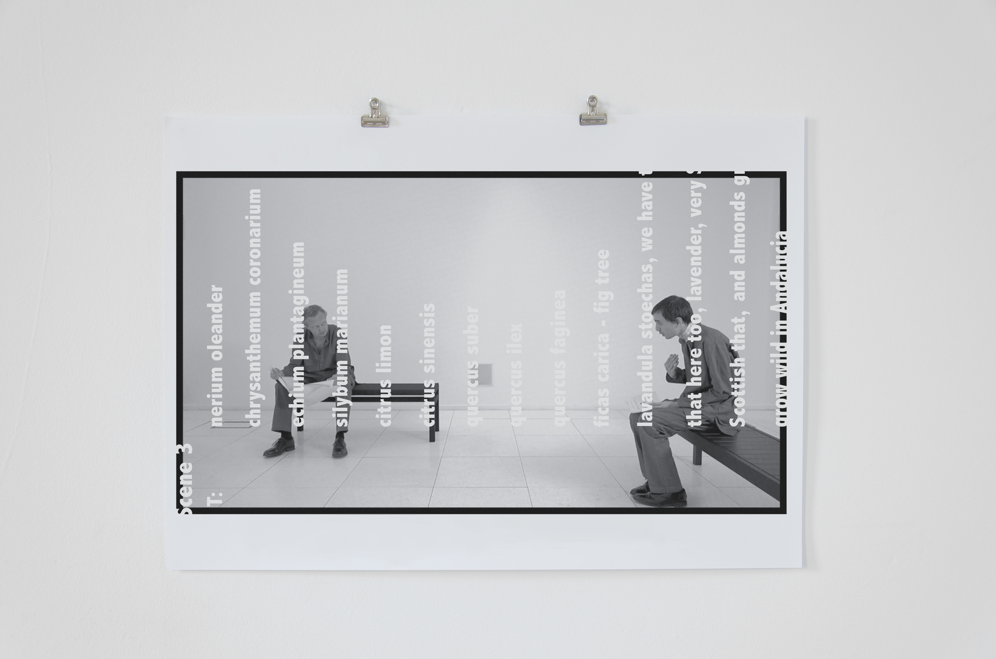Teasel and Scabious at work, February; Lyndsay Mann, 2013; projections, monitor with sound, vinyl text, silkscreen on cartridge paper; dimensions variable