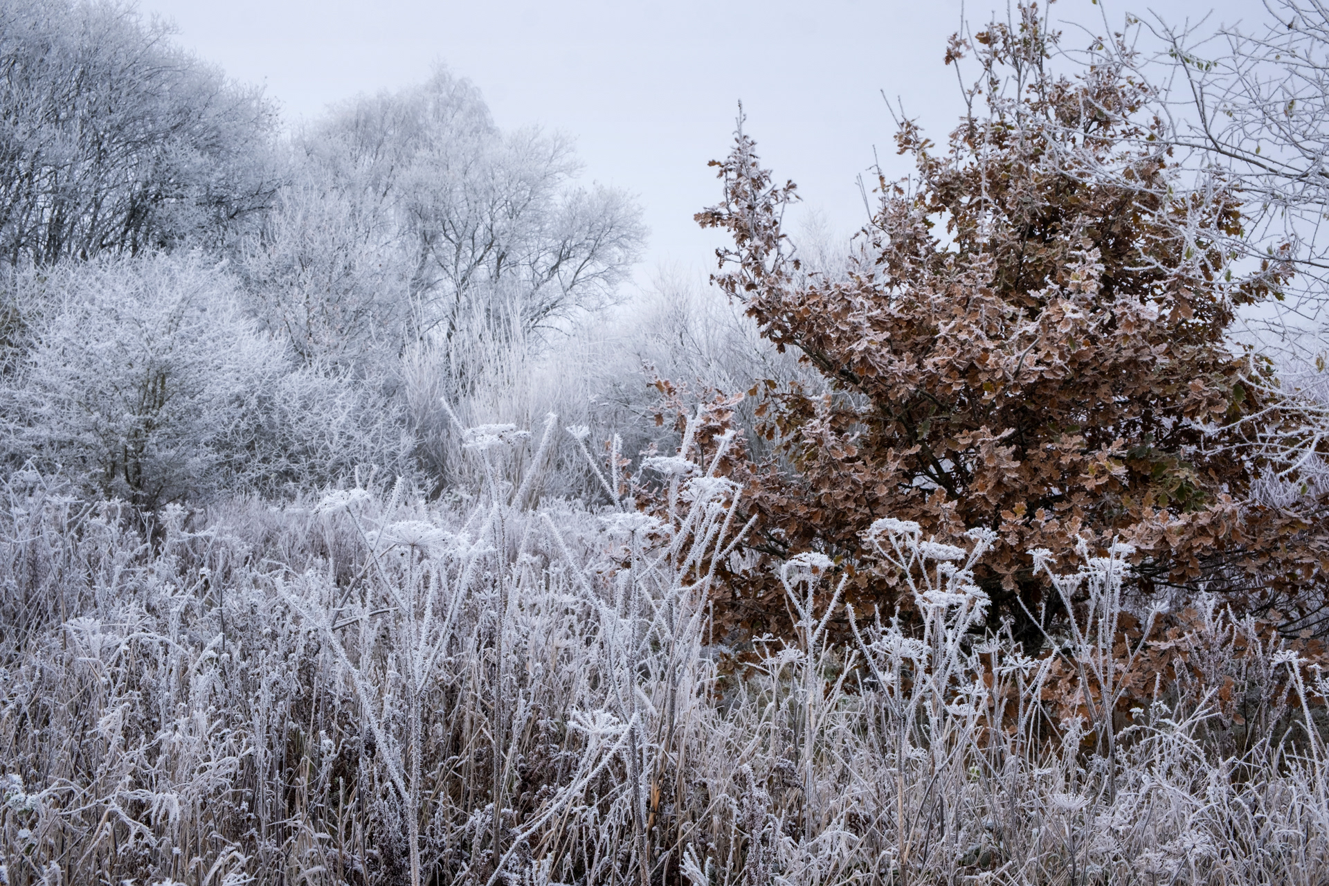 Lakeside Hoar Frost