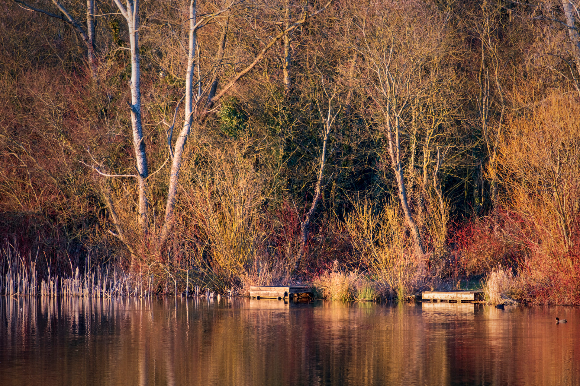 Priorslee Lake Reflections