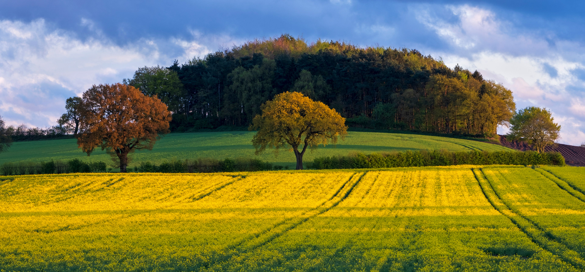 Lastlight on Oil Seed Rape Field
