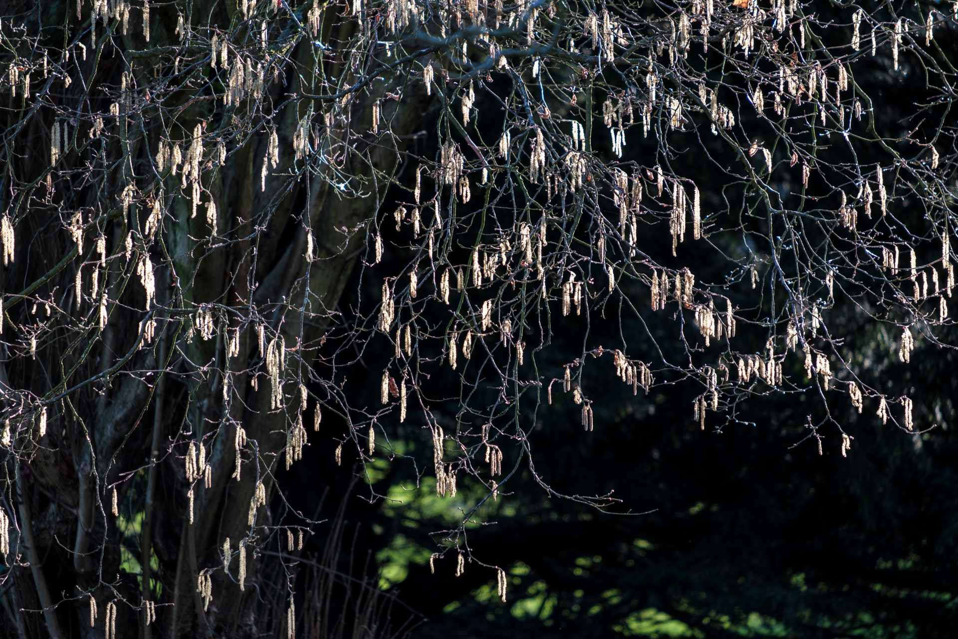 Catkins Cascade