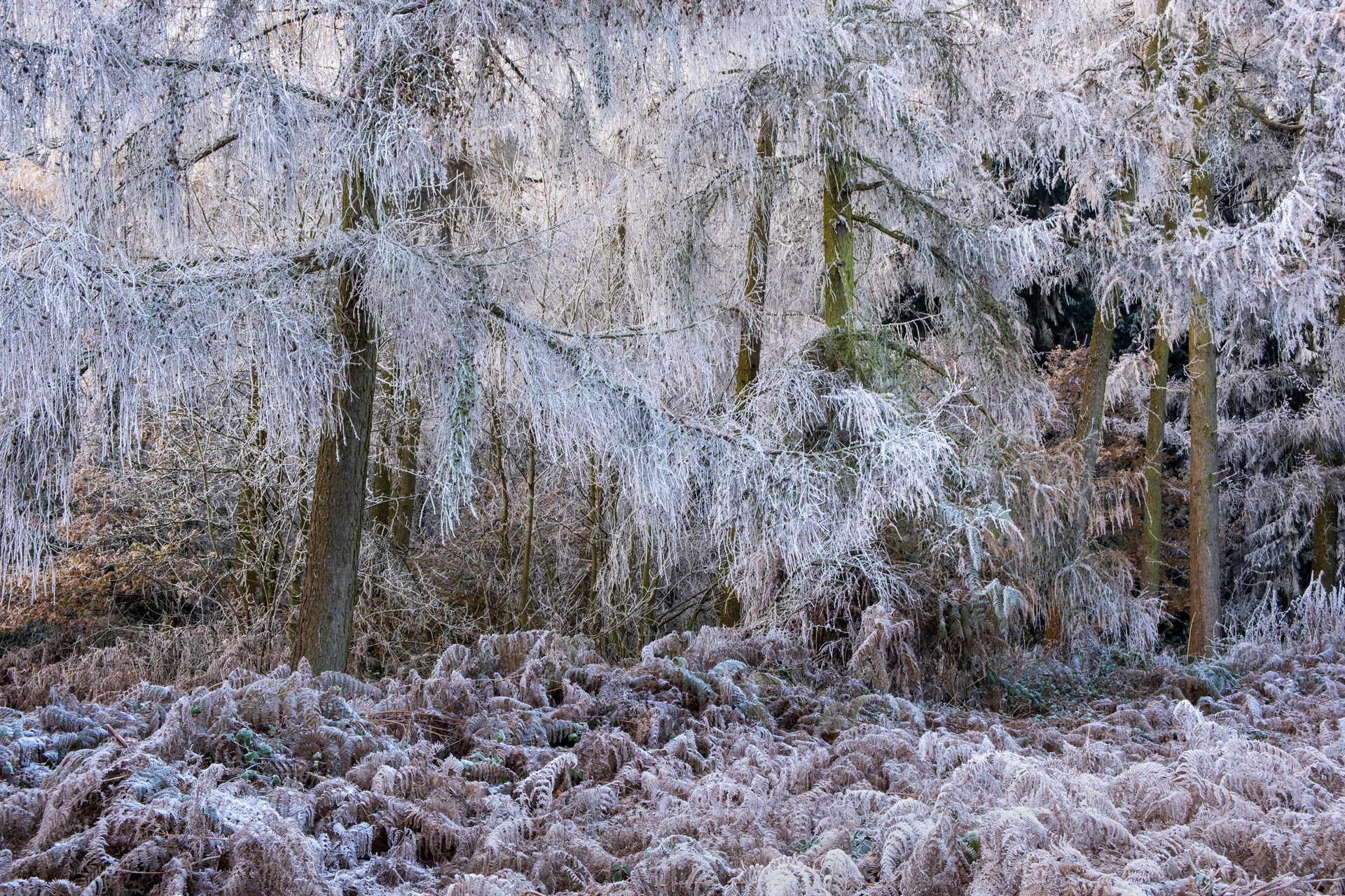 Frosted Larches