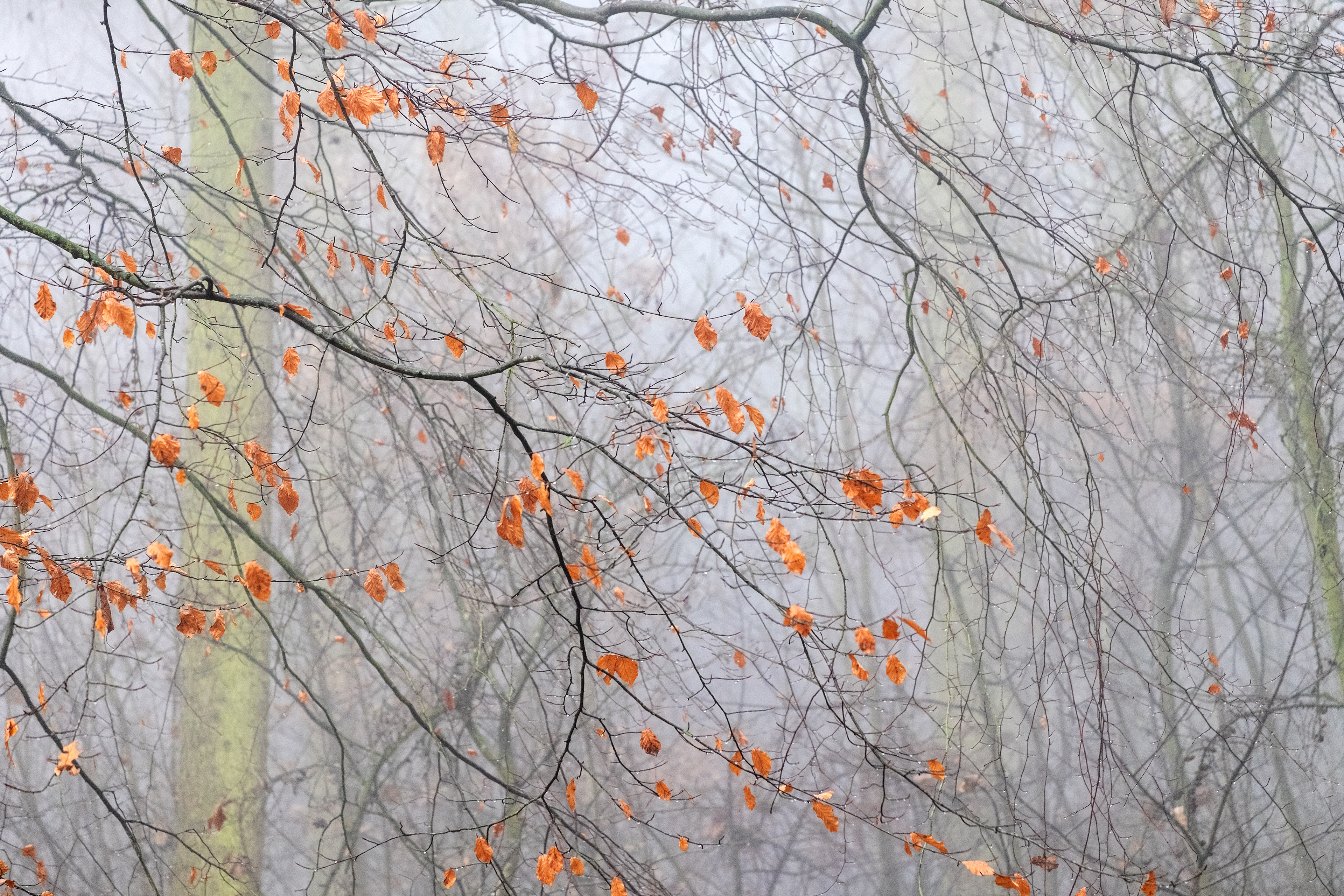 Beech Leaves in the Mist