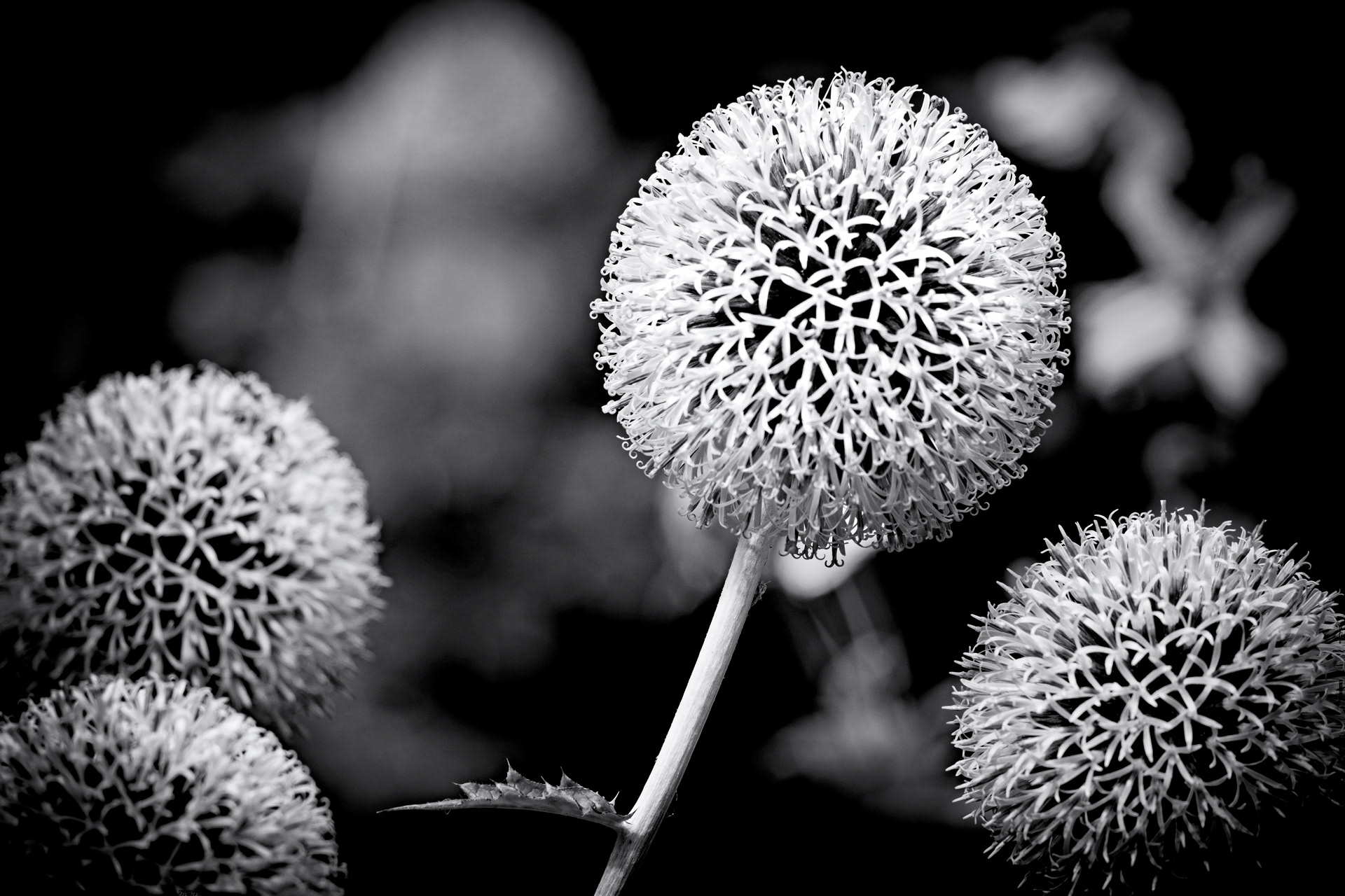 Seed Heads