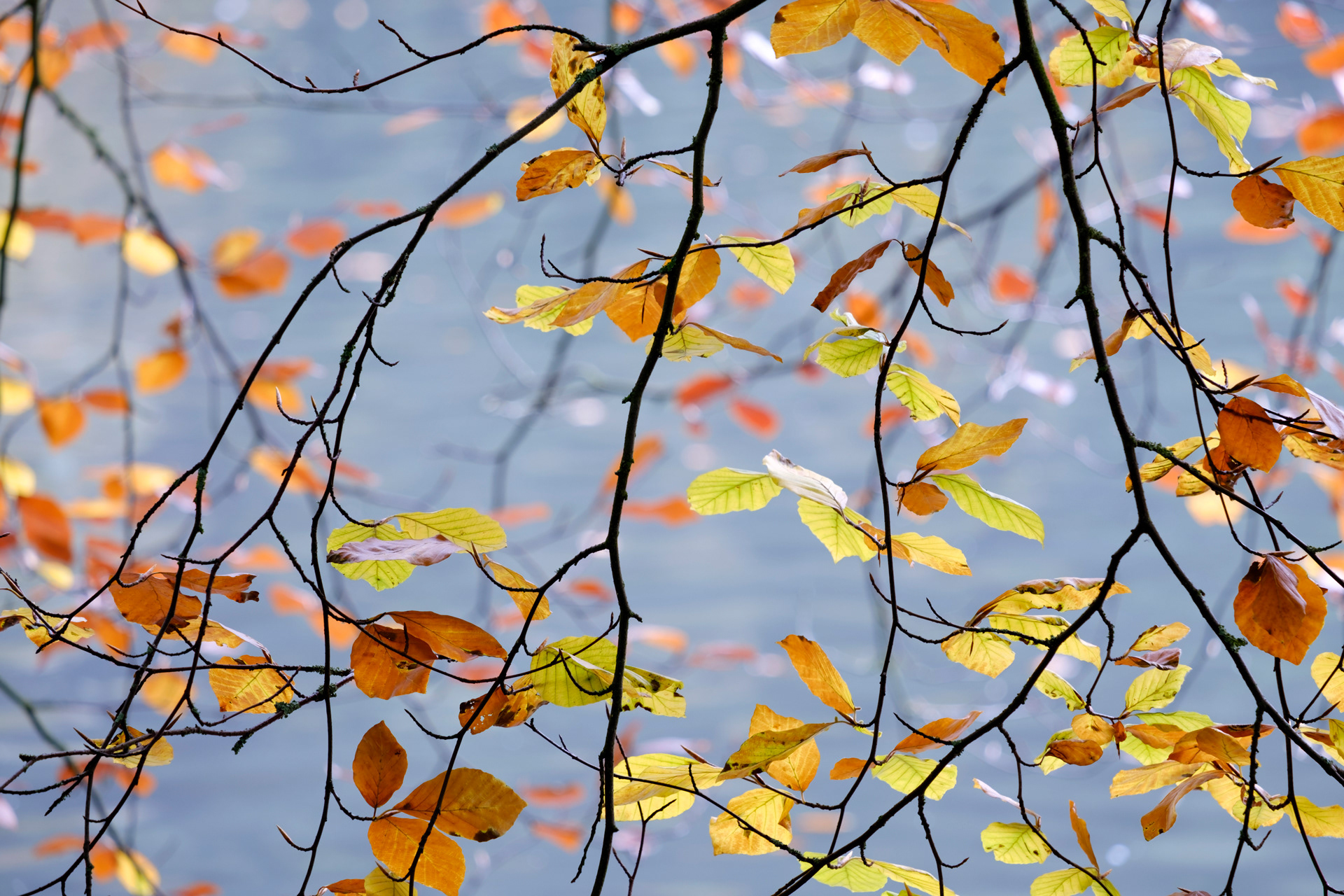 Beech Leaves Cascade