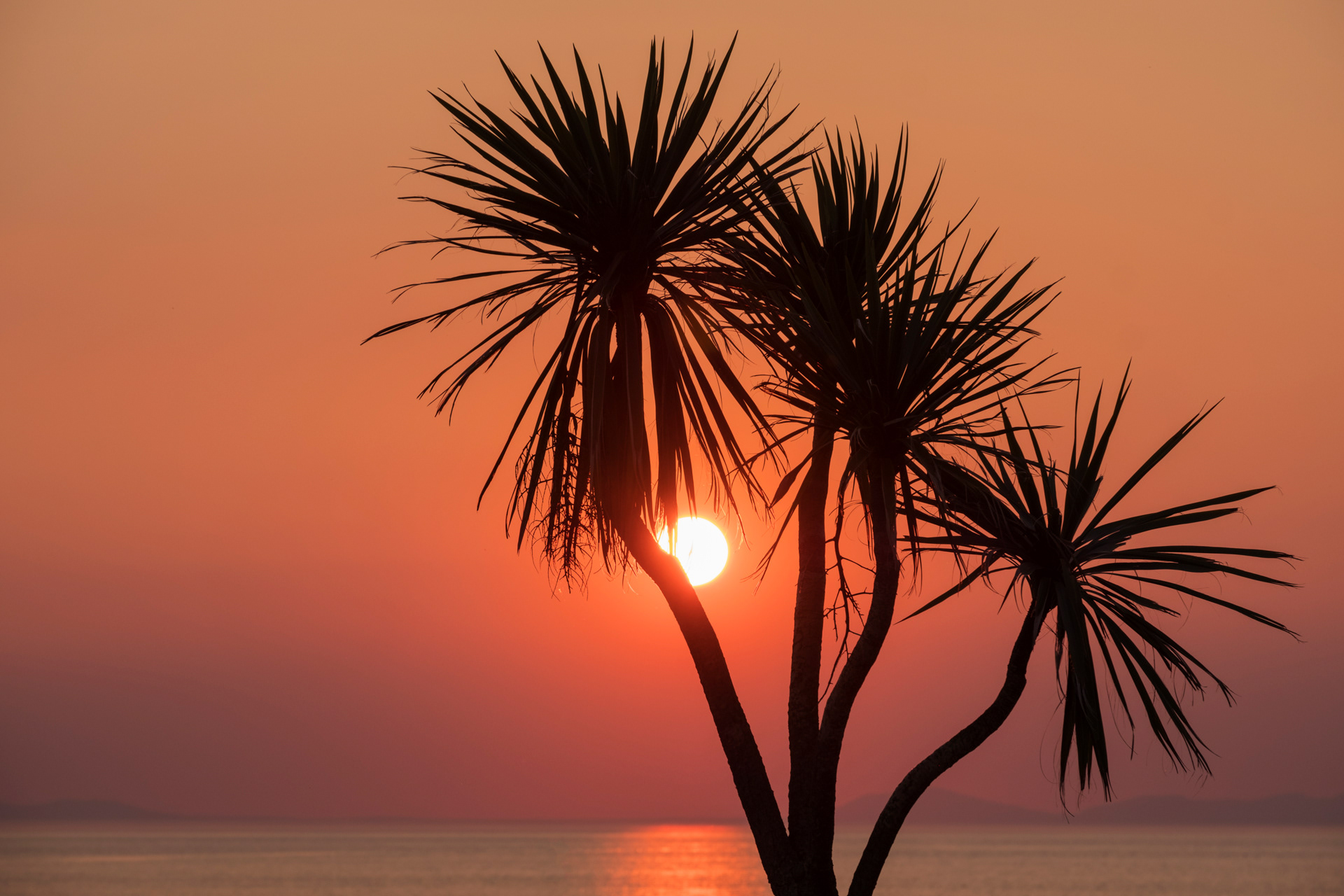 Sunset Palm