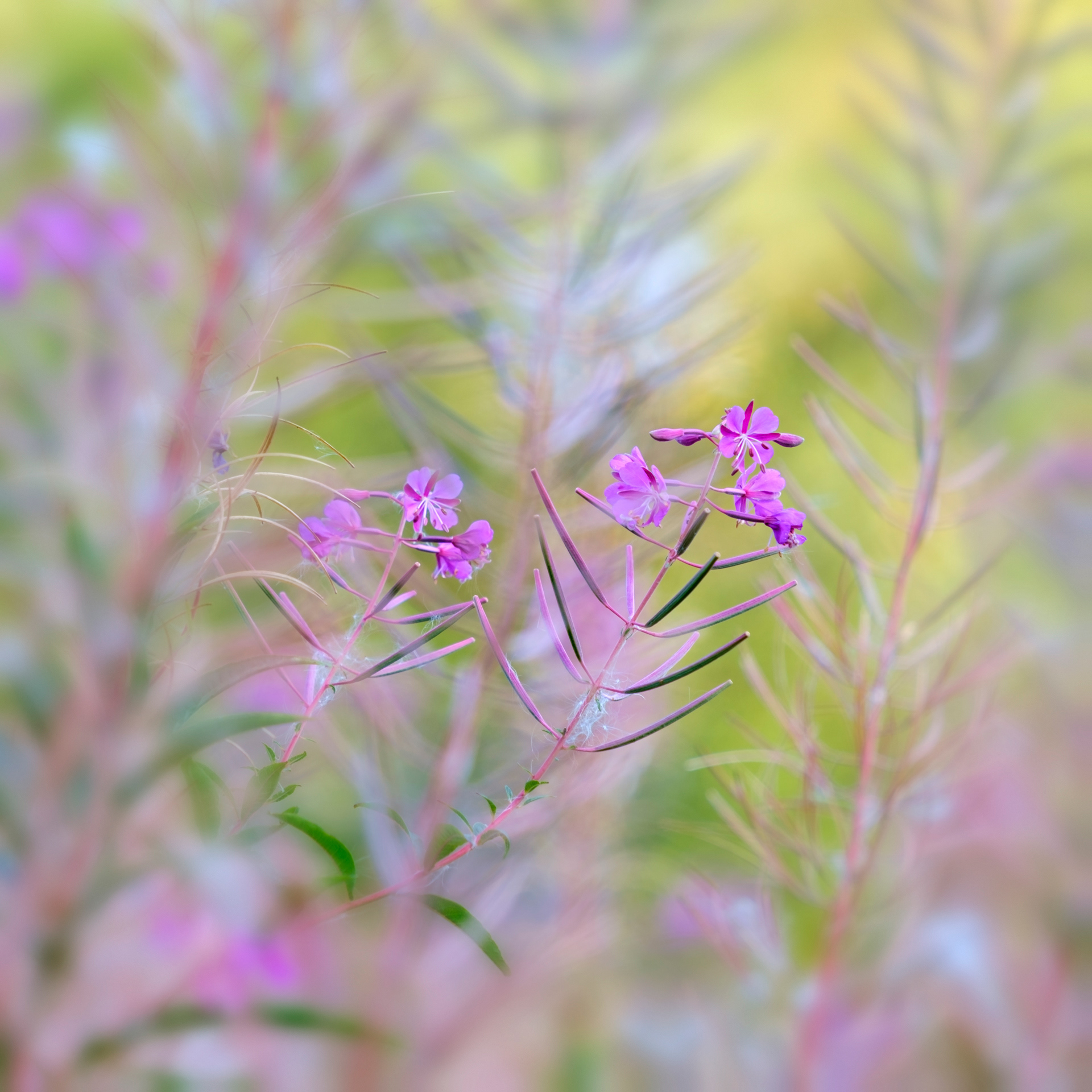 Rose Bay Willow Herb
