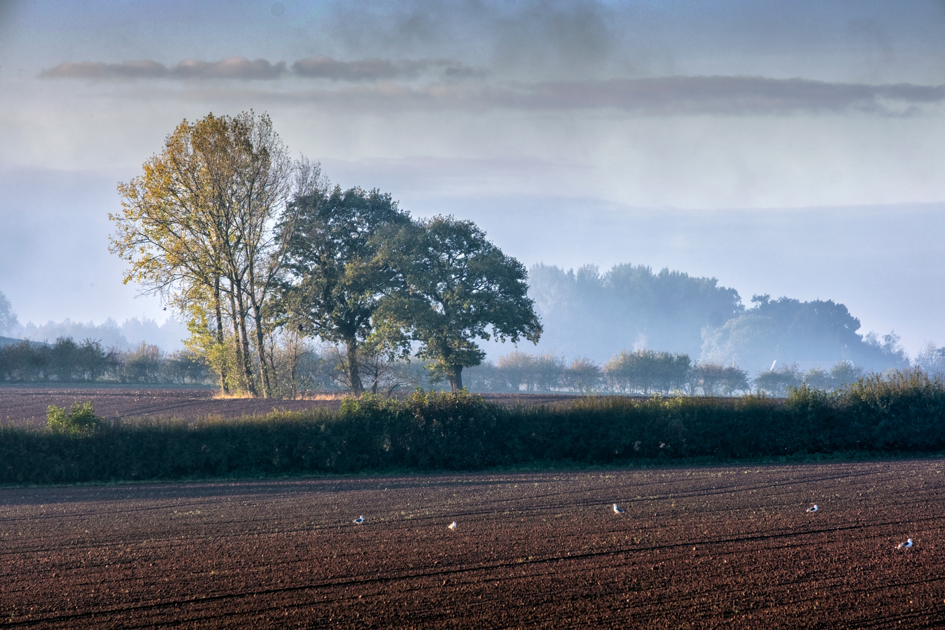 Furrows and Mist