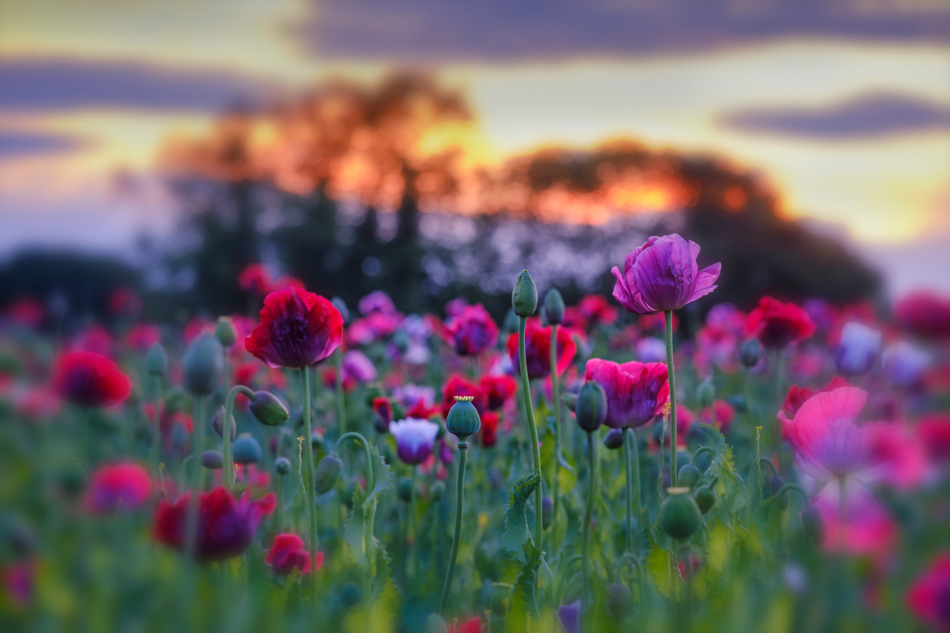 Poppies at Sunset