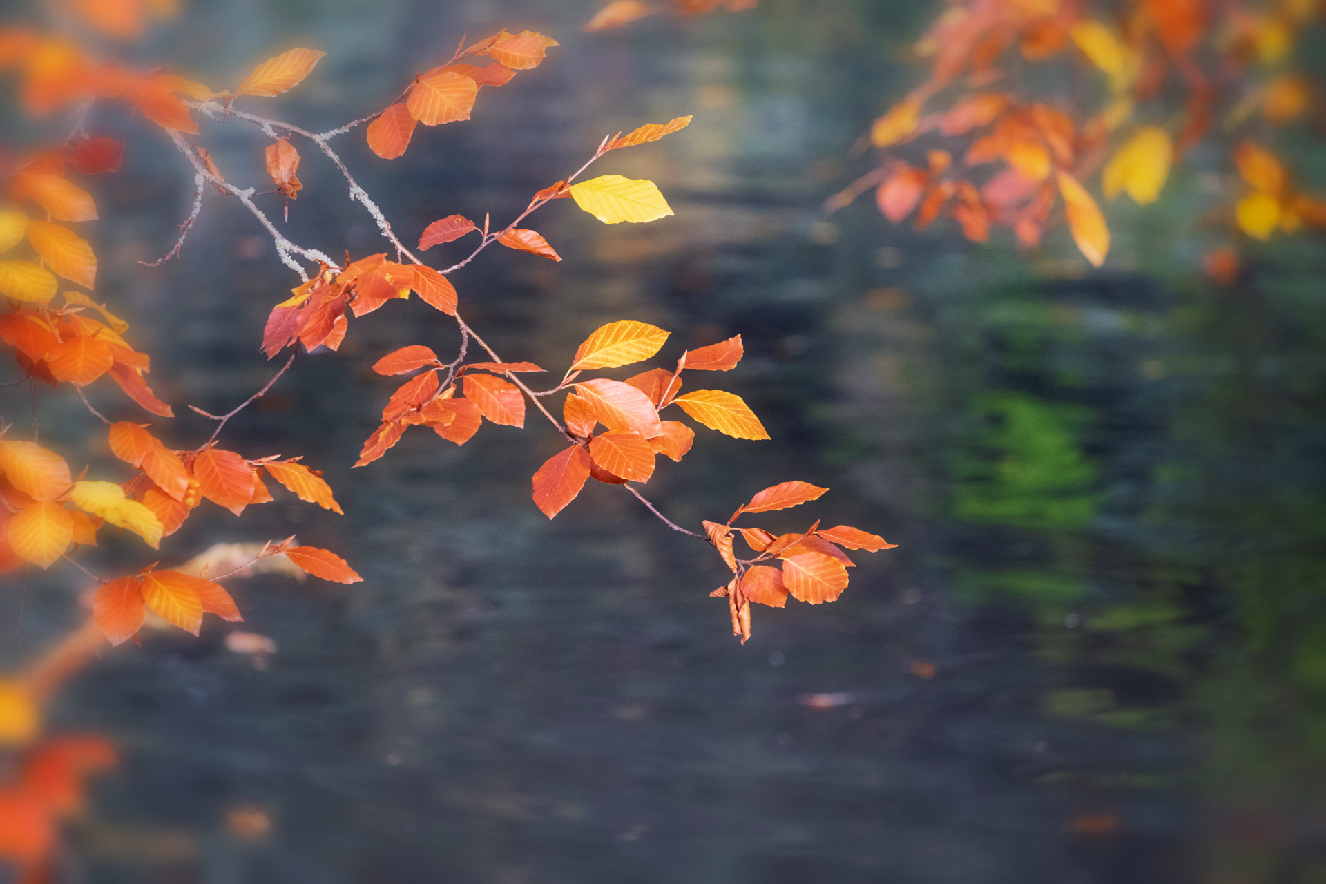 Autumn Beech Leaves