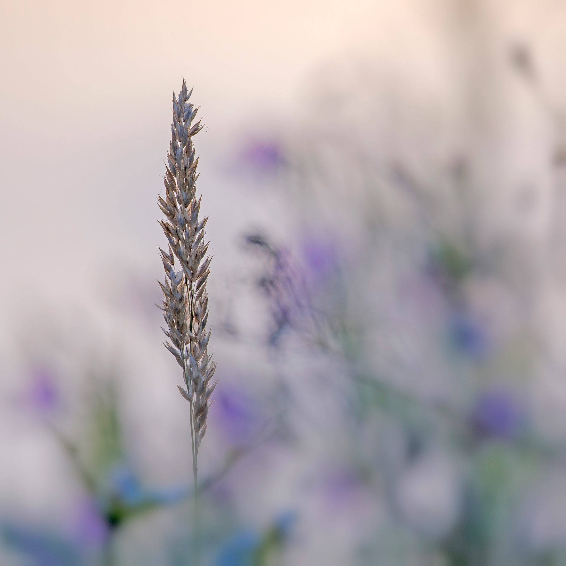 Solitary Seed Head