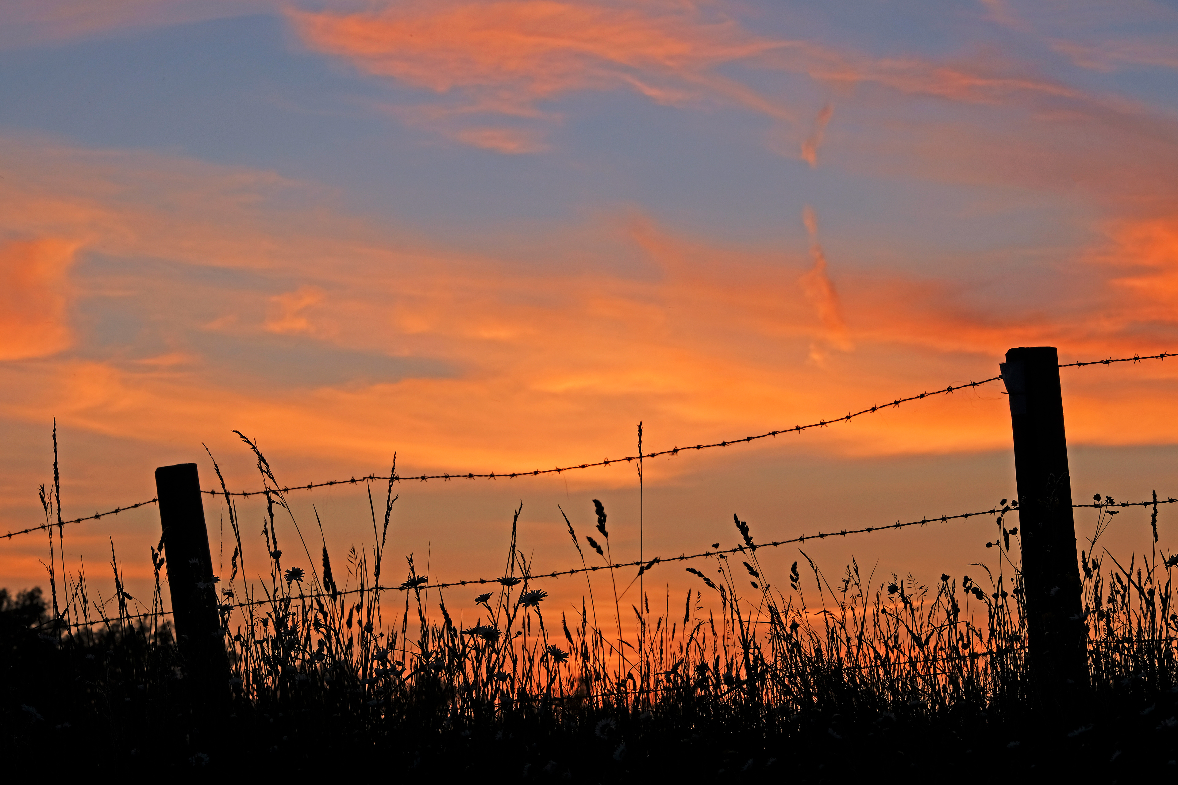 Barbed Wire and Grasses